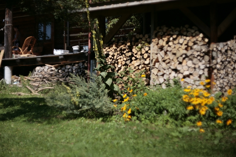 Dom i ogród z jabłonią na pierwszym planie